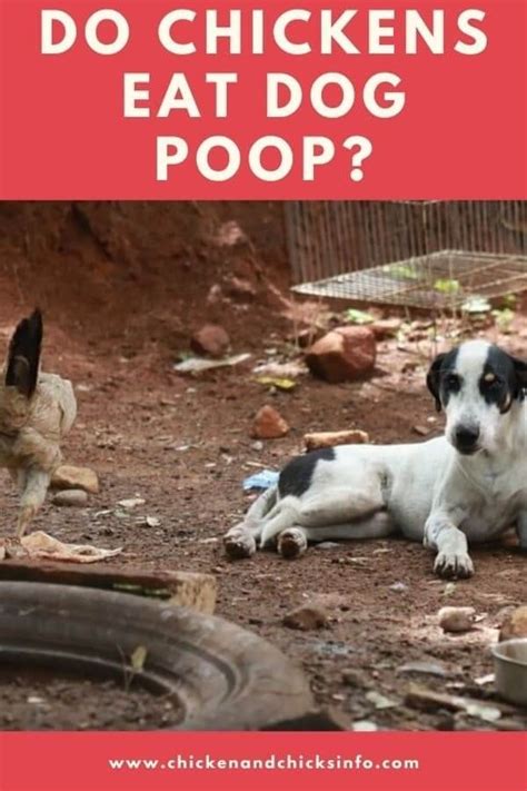 do chickens eat dog poop|puppy eating chicken poop.